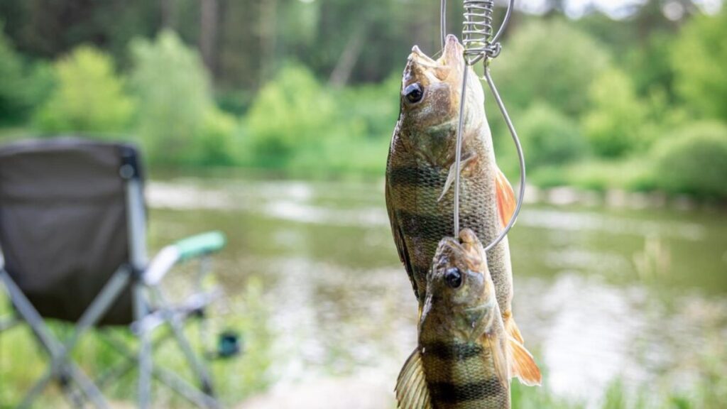 The Ultimate Guide to Big Bass Bonanza Fishing